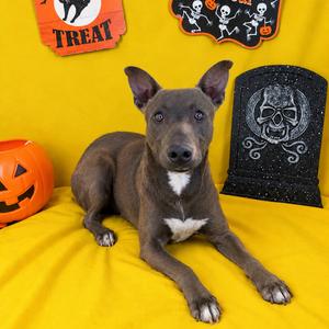 Jack, young, available for adoption