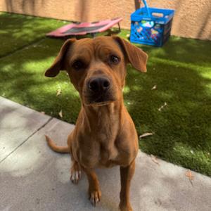 Kangaroo, Terrier, young, available for adoption