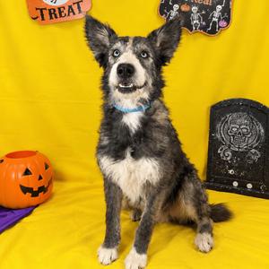 Cyan, Hound, Irish Wolfhound, young, available for adoption