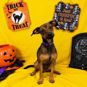 Rosa, Chihuahua, young, available for adoption