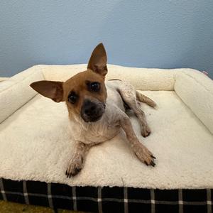 Peyton, Chihuahua, young, available for adoption