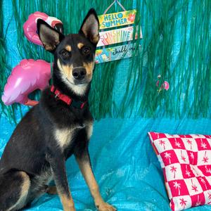 Ace, Shepherd, young, available for adoption