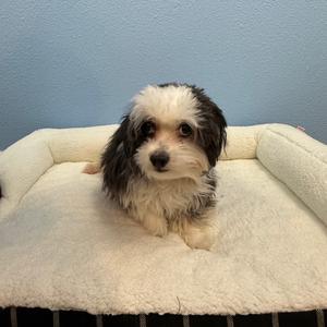 A small black and white dog with long fur is sitting on a white, fluffy dog bed. The dog has a fluffy face and is looking directly at the camera. The background is a light blue wall.