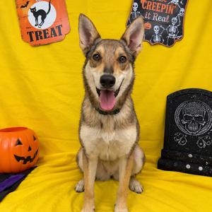 Twilight, Shepherd, young, available for adoption
