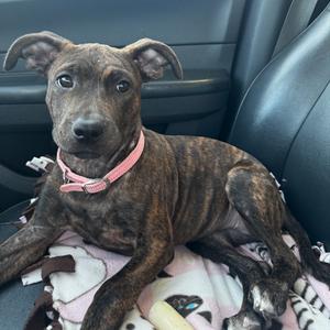 Penny, Terrier, available for adoption