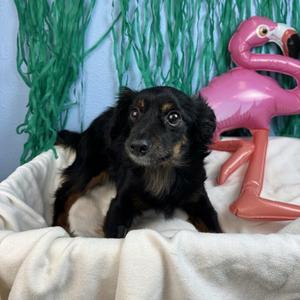 Ube, Terrier, adult, available for adoption