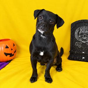 Ashanti, Terrier, available for adoption