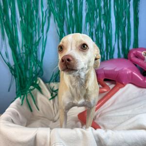 Daisy, Chihuahua, young, available for adoption