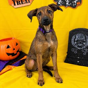 Buttercup, Chihuahua, available for adoption