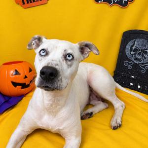 Tundra, Cattle Dog, young, available for adoption