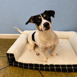 Pixie, Dachshund, young, available for adoption