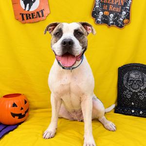 A white and brown dog with a black collar sitting on a yellow background, surrounded by Halloween decorations including a pumpkin, a skull, and a sign that says "Treat" and "Keepin' It Real".
