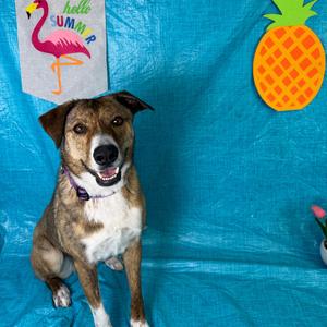 Starlet, Shepherd, adult, available for adoption