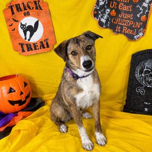 Starlet, Shepherd, adult, available for adoption