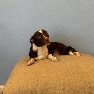 Sincere, Chihuahua, young, available for adoption