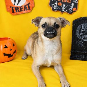 Cabbage, Pug, young, available for adoption