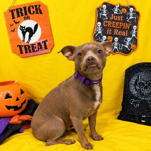 Neville, Chihuahua, adult, available for adoption
