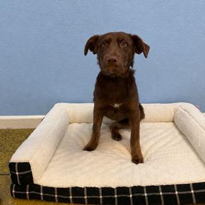 Sol, Shepherd, available for adoption