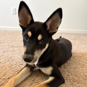 Clover, Shepherd, available for adoption