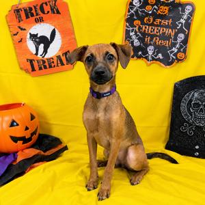 Blossom, Chihuahua, available for adoption