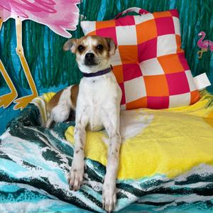 Bean, Chihuahua, available for adoption