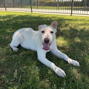 Riot, Cattle Dog, available for adoption