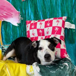 Melanie, Chihuahua, young, available for adoption
