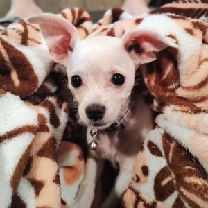 Vanilla, Chihuahua, available for adoption