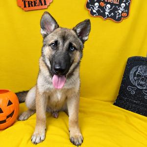 Tic Tac, Shepherd, available for adoption