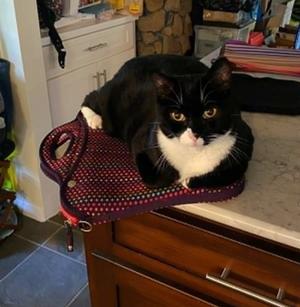 Ash, adult, available for adoption