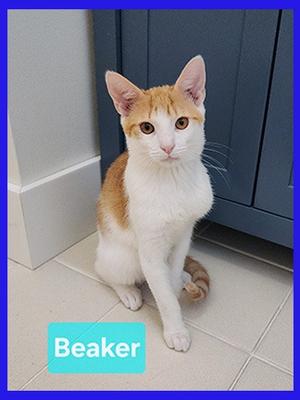 Beaker, available for adoption