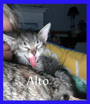 Alto, available for adoption