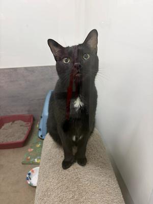 Asher, adult, available for adoption