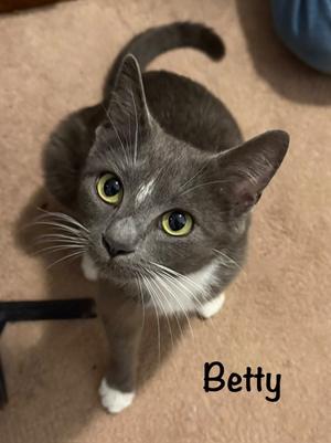 Betty, young, available for adoption