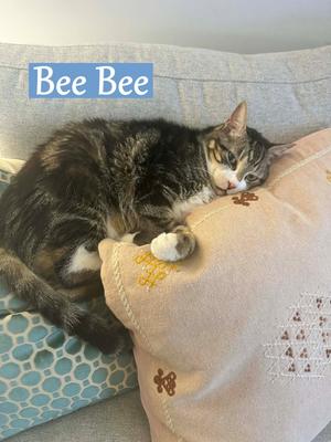 Bee Bee, senior, available for adoption