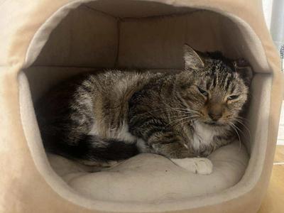 Buddy, adult, available for adoption