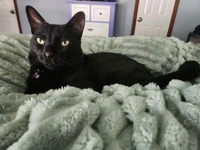Archimedes (Archie), adult, available for adoption