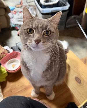 Baloo, young, available for adoption