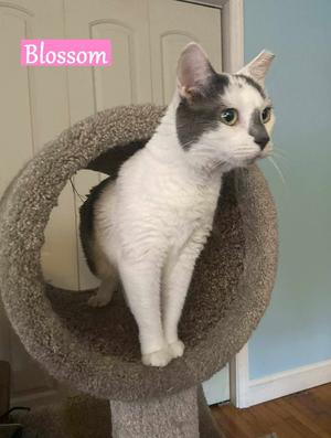 Blossom, young, available for adoption