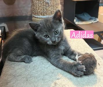Adidas, available for adoption
