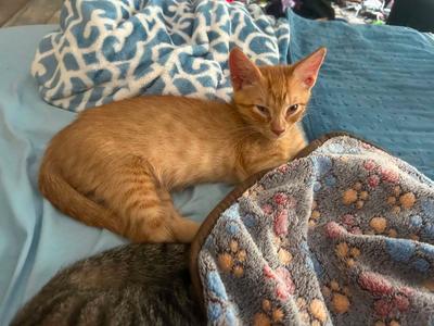 Bass, available for adoption