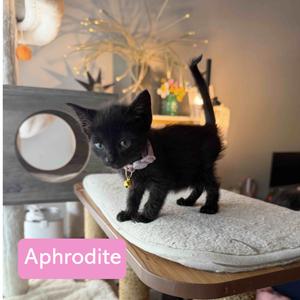 Aphrodite, available for adoption
