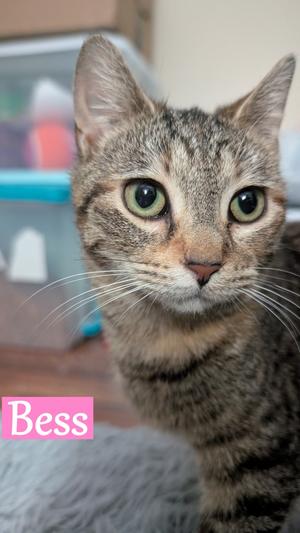 Bess, young, available for adoption