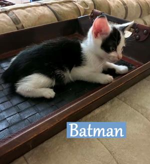 Batman, available for adoption