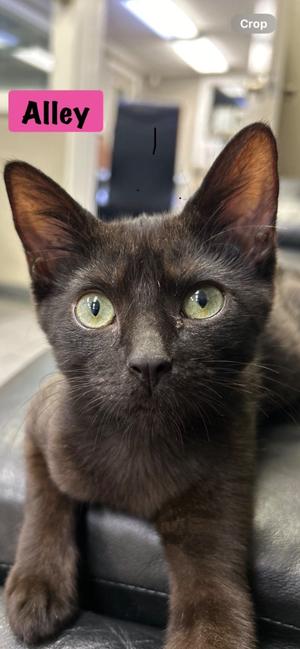 Alley, available for adoption