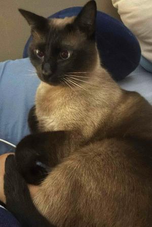 Brianna, adult, available for adoption