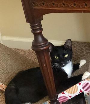 Annie 4, adult, available for adoption