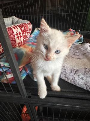 Alexander, available for adoption
