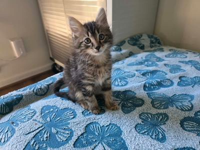 Bentley, available for adoption