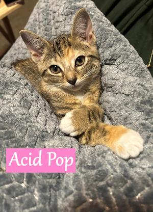 Acid Pop, young, available for adoption